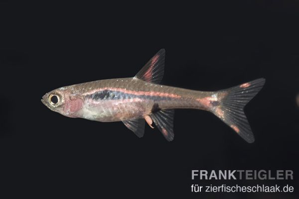 Längsband-Zwergbärbling - Boraras urophthalmoides